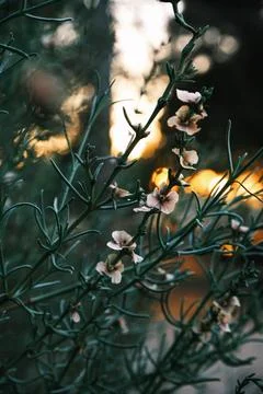 Twilight Blossoms Stock Photos