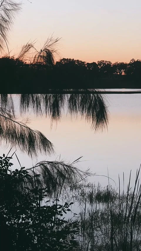 Twilight Calm Lake with Trees Stock Footage 295528754