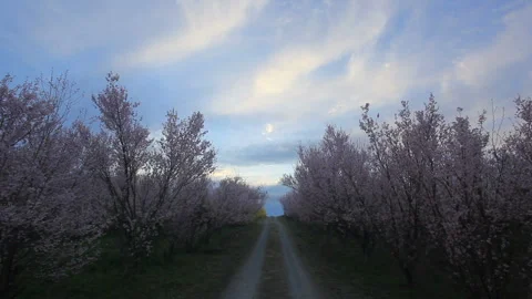 Twilight on the Cherry Blossom Avenue Vídeo Stock 330167909