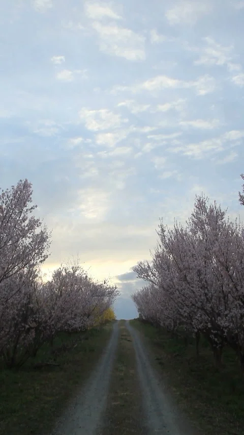 Twilight on the Cherry Blossom Avenue 스톡 동영상 330167992