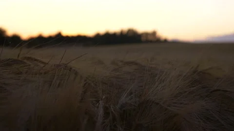 Twilight - Close up wheat field Video stock 147098473