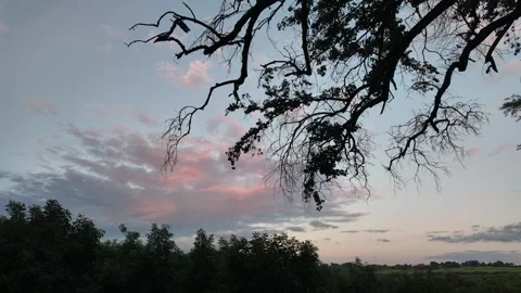 Twilight Clouds Timelapse 4K Dead Tree Silhouette Stock Footage 323749461