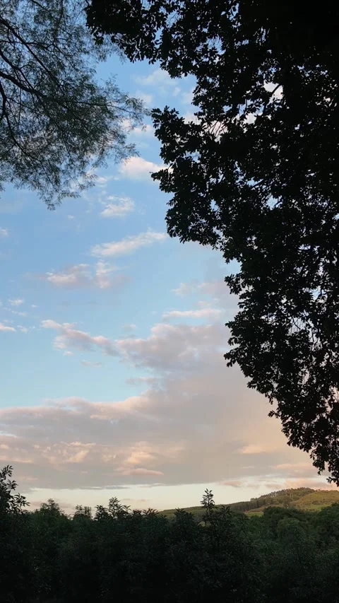 Twilight Clouds Timelapse 4K Vertical Video Tree Silhouette Stock Footage 323749404