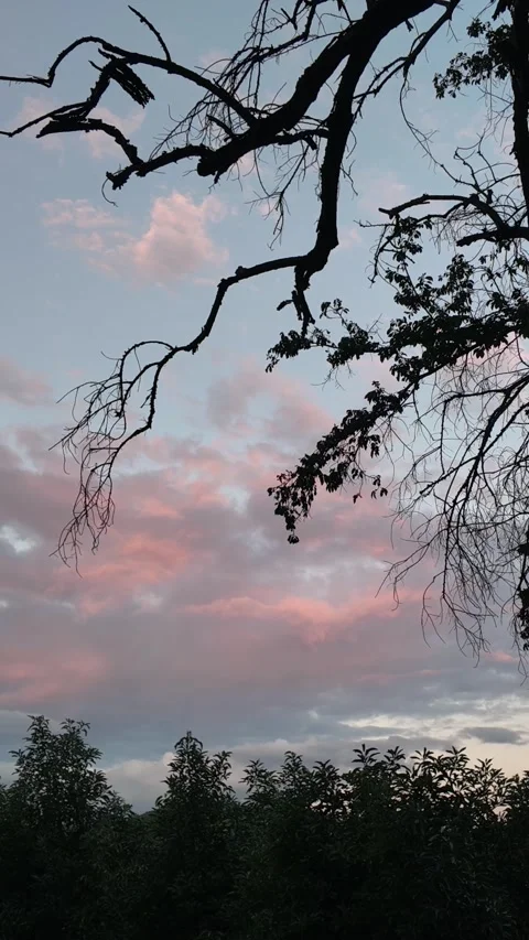 Twilight Clouds Timelapse 4K Vertical Video Dead Tree Silhouette Stock Footage 323749525