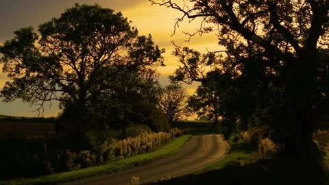 Twilight countryside road stretching between trees glowing with golden sunset Stock Footage 323597635