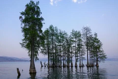 Twilight Cypress Stand Casting Mirror Shadows Stock Photos
