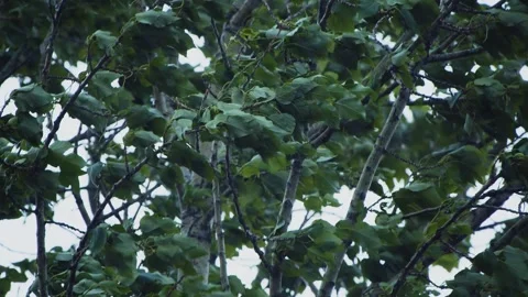 Twilight deepens, casting a moody hue over the wet dense foliage, trees Stock Footage 276627423