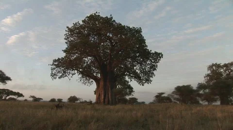 Twilight on different african trees Stock Footage 634550