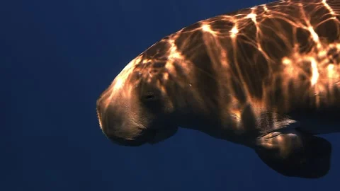 Twilight Dugong Close Approach Stock Footage 339788334