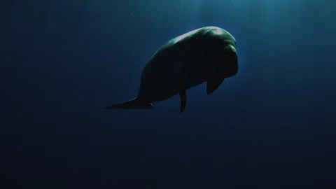 Twilight Dugong in Sun Rays 스톡 동영상 339369944