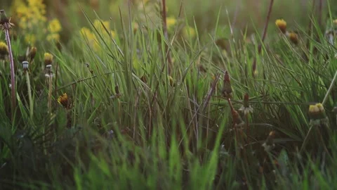 Twilight Field with dandelion and light fog. Landscape. Stock Footage 131487871