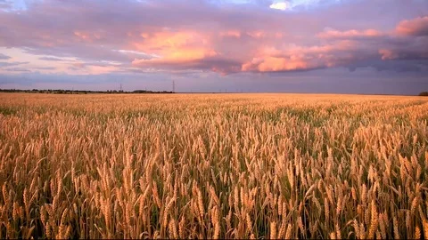 Twilight on the field with young golden wheat or rye with cloudy sky. Stock Footage 112199532