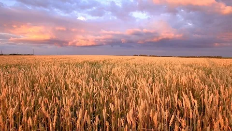 Twilight on the field with young golden wheat or rye with cloudy sky. Stock Footage 112199583