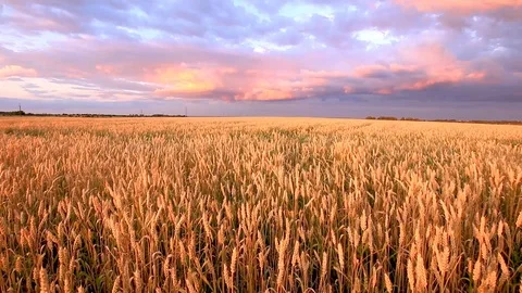 Twilight on the field with young golden wheat or rye with cloudy sky. Stock Footage 112199624
