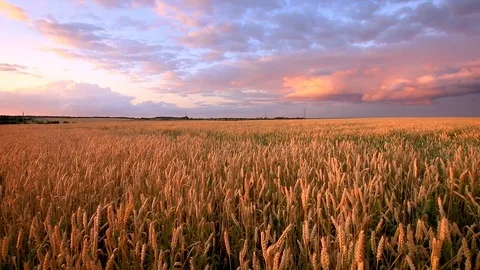 Twilight on the field with young golden wheat or rye with cloudy sky. Stock Footage 112199728