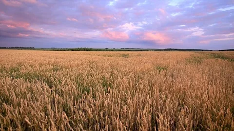 Twilight on the field with young golden wheat or rye with cloudy sky. Stock Footage 112199839