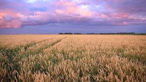 Twilight on the field with young golden wheat or rye with cloudy sky. Stock Footage 112199954