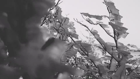 Twilight flowers Stock Footage 218410162