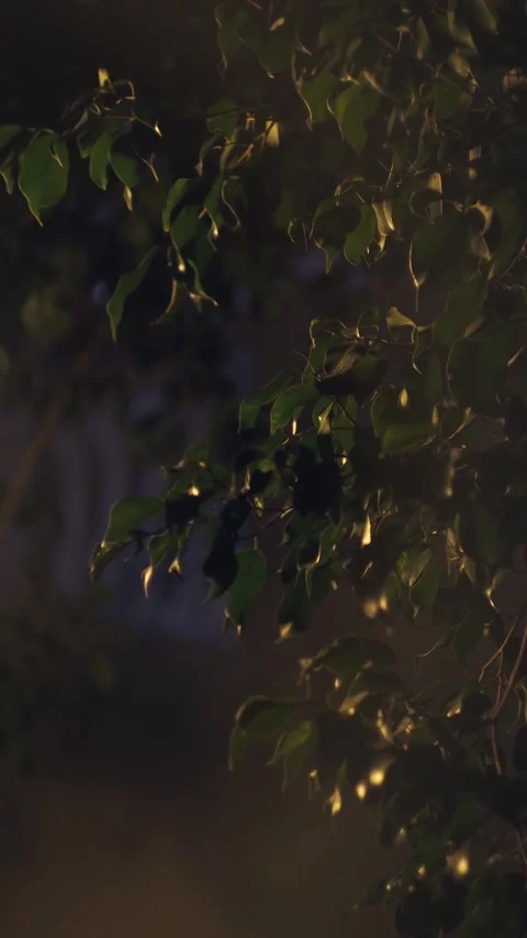 Twilight Foliage Stock Footage 284245523