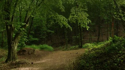Twilight forest 8K Stock Photos