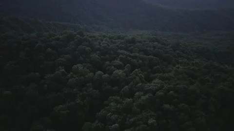 Twilight Forest Canopy Over Rolling Hills Stock Footage 328964736