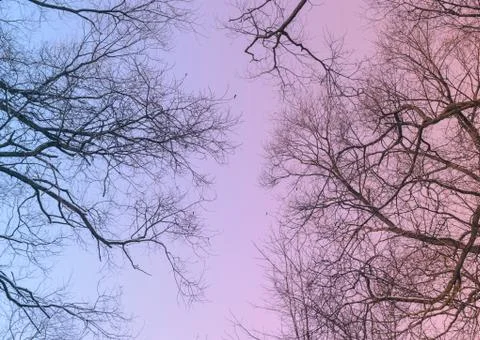 Twilight In Forest Stock Photos