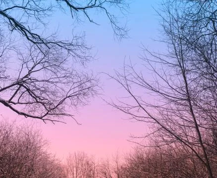 Twilight In Forest Stock Photos