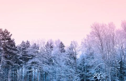 Twilight In Forest Stock Photos