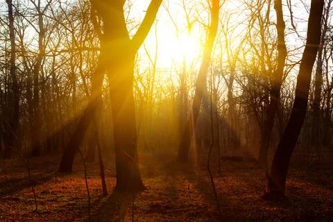 Twilight in forest Stock Photos