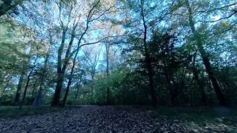Twilight ground-level view, jogging on leaf-covered park trail through the woods Vídeos de archivo 271012016