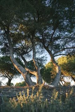 Twilight Grove Stock Photos