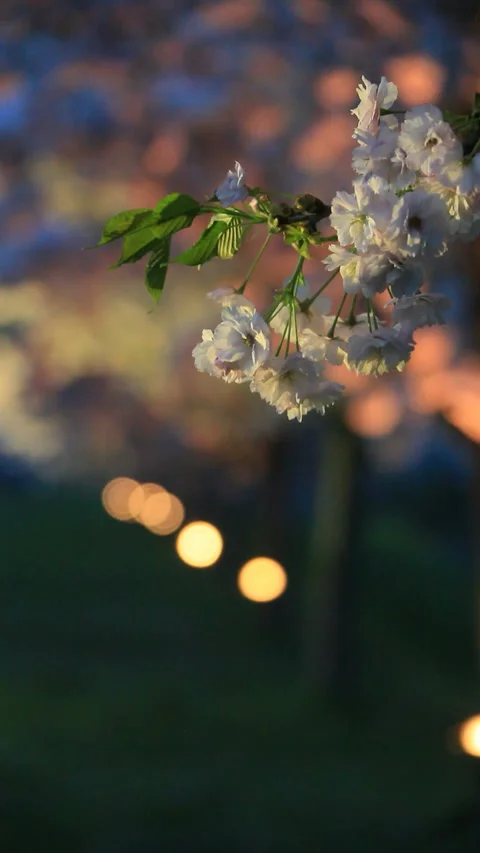 Twilight Illuminated Yaezakura 스톡 동영상 330183695