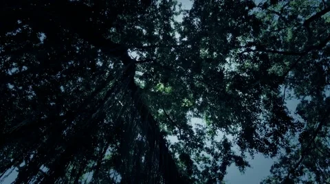 Twilight jungle trees overhead rotation with light reflection Stock Footage 44209923