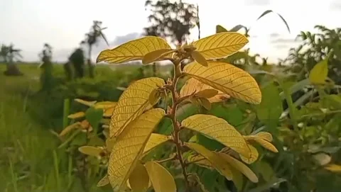 Twilight light on guava leaves. Stockbeeldmateriaal 334329971
