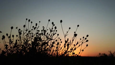 Twilight in the meadow Stock-Footage 264157394