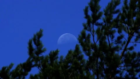 The twilight moon among the branches of a pine tree Video stock 163140003