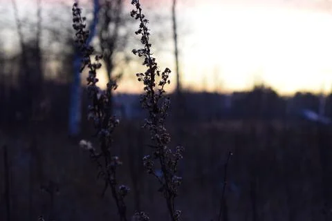 Twilight in nature Stock Photos