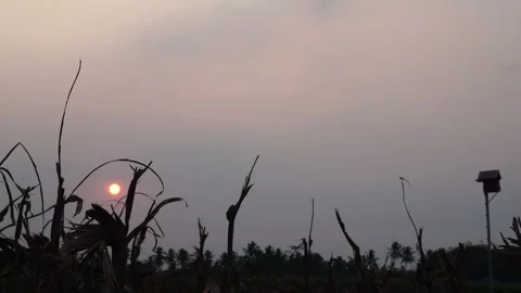 Twilight over dry plants Video stock 265063470