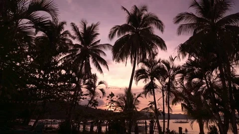 Twilight over tropical beach with dense palm silhouettes in Port Barton, Palawan Vidéo 318898408
