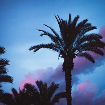 Twilight Palms Stock Photos
