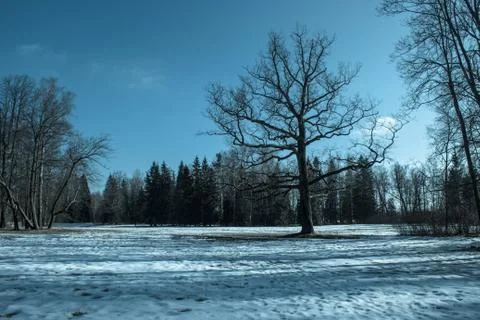 Twilight in the park Stock Photos