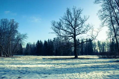 Twilight in the park Stock Photos