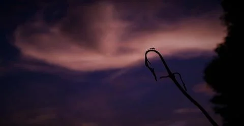 Twilight Stock Photos
