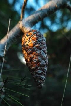 Twilight Pine Cone Stock Photos