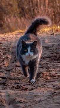 Twilight Prowl Stock Photos