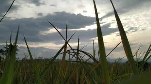 Twilight in the rice fields Video stock 279423553