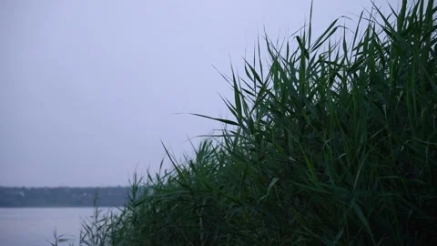 Twilight on the river, beautiful gray sky reflected in water and swaying reeds 库存影片 158383880