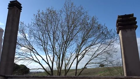 Twilight Rooftop View – Silhouetted Trees &amp; Chimneys (Static Shot, Evening) Stock Footage 304266750