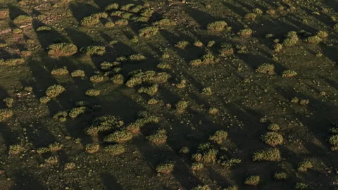 Twilight Scrubland Texture With Long Shadows Aerial Pull Back 4K HLG Stock Footage 343799049