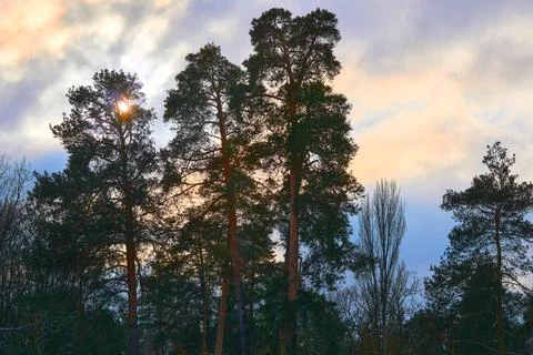 Twilight, silence. Copper pine trees, cloudy sky, setting sun Stock Photos